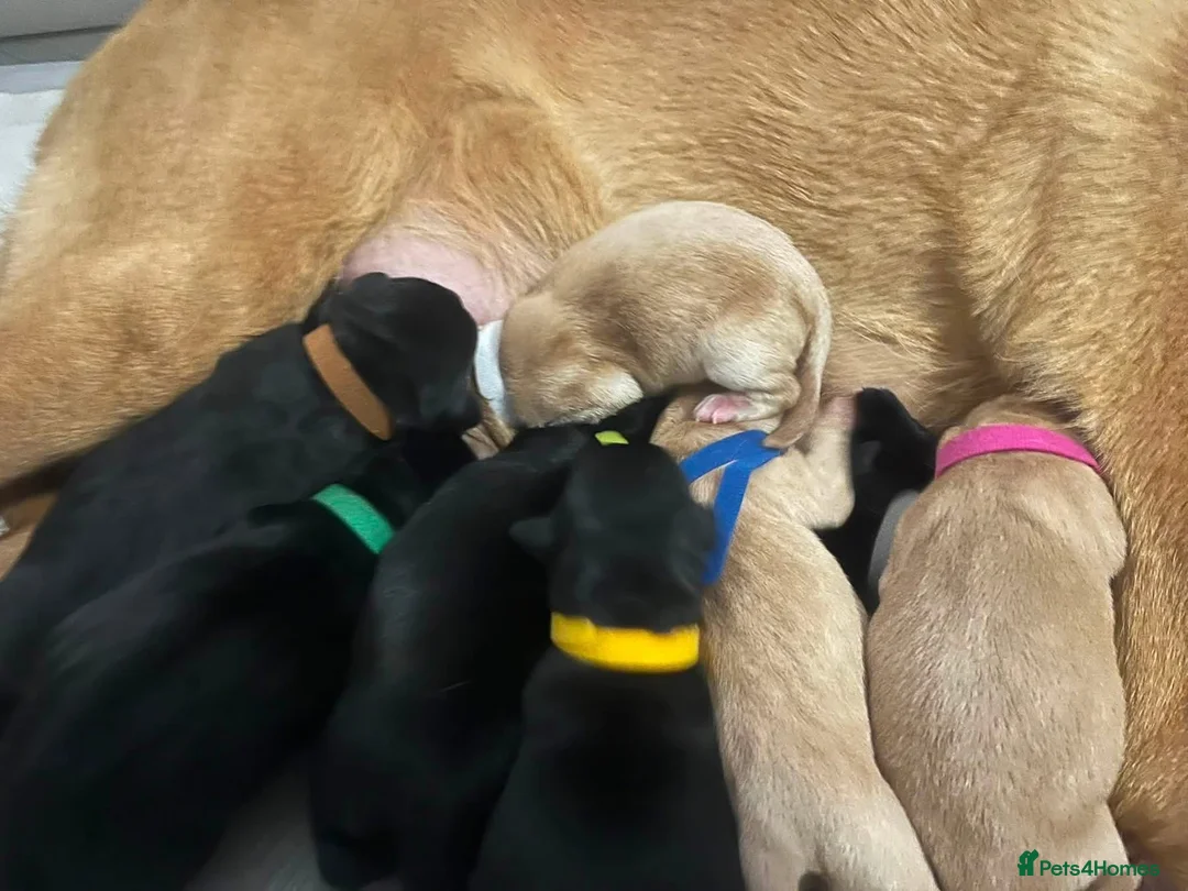 Labrador Retriever dogs for sale: 🐾 KC REGISTERED LABRADOR PUPPIES FOR SALE 🐾 in Bo'ness - Advert 6