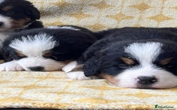 Bernese Mountain Dog dogs for sale: Kc Reg Bernese mountain dogs  - Image 18