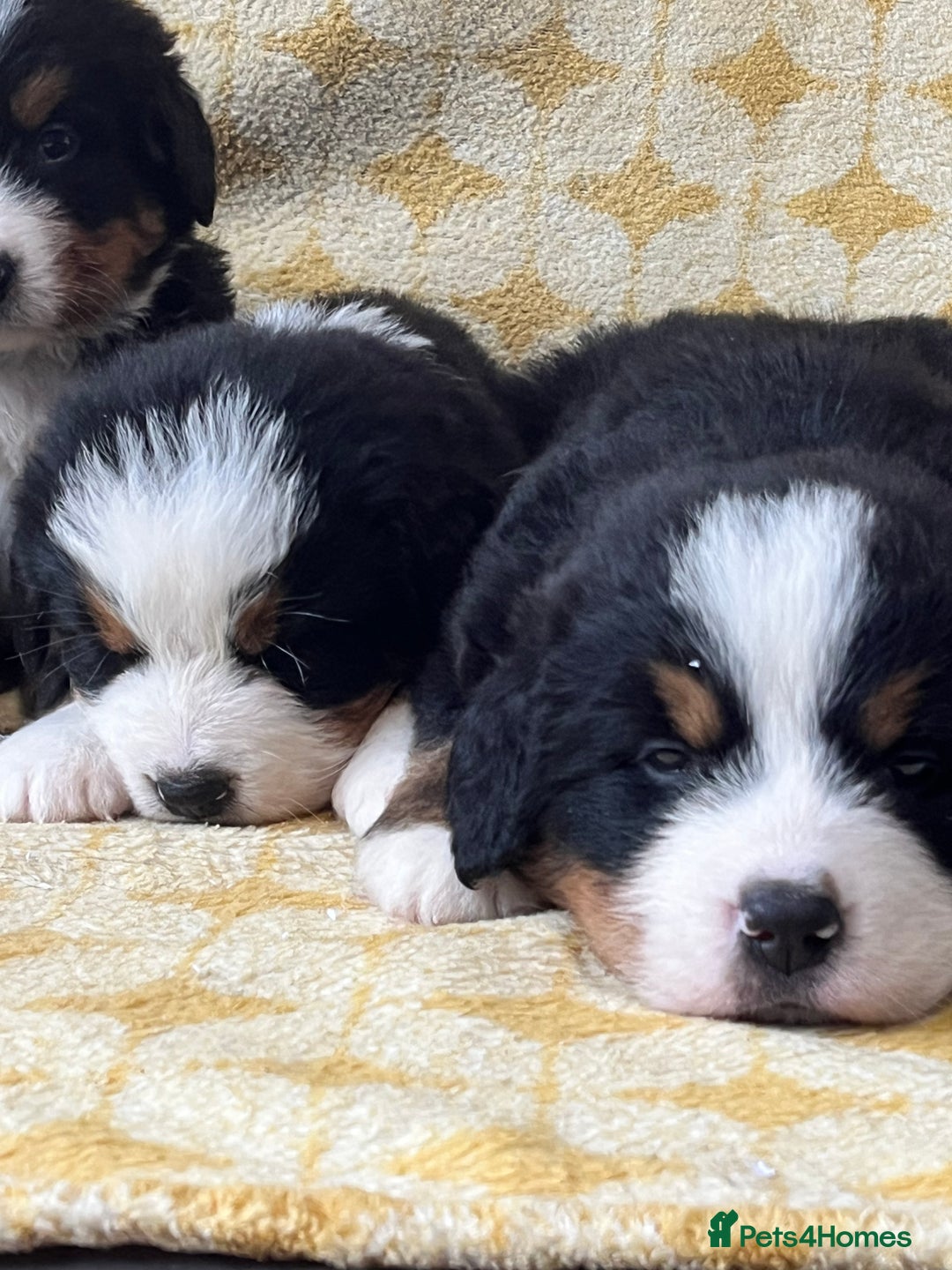 Bernese Mountain Dog dogs for sale: Kc Reg Bernese mountain dogs  - Image 18