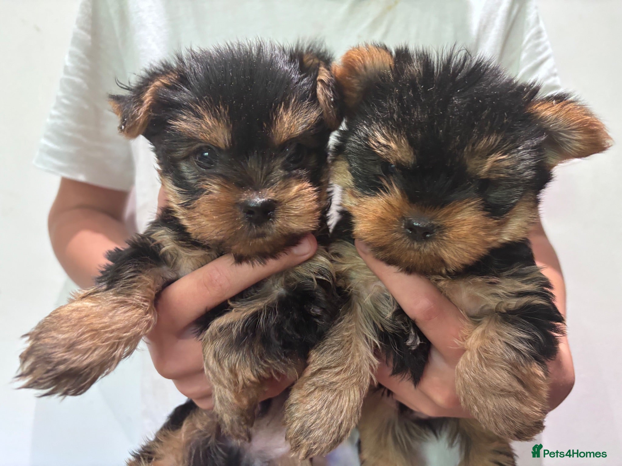 Yorkshire Terrier dogs Yorkshire Terrier Puppies - Advert 1