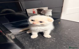 Scottish Fold cats for sale: Sweet Baby Foldie 🐱🐾 - Image 11