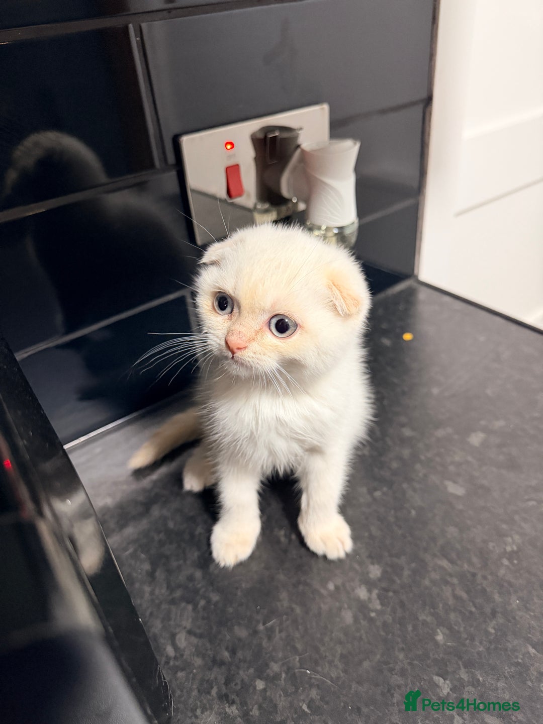 Scottish Fold cats for sale: Sweet Baby Foldie 🐱🐾 - Image 11