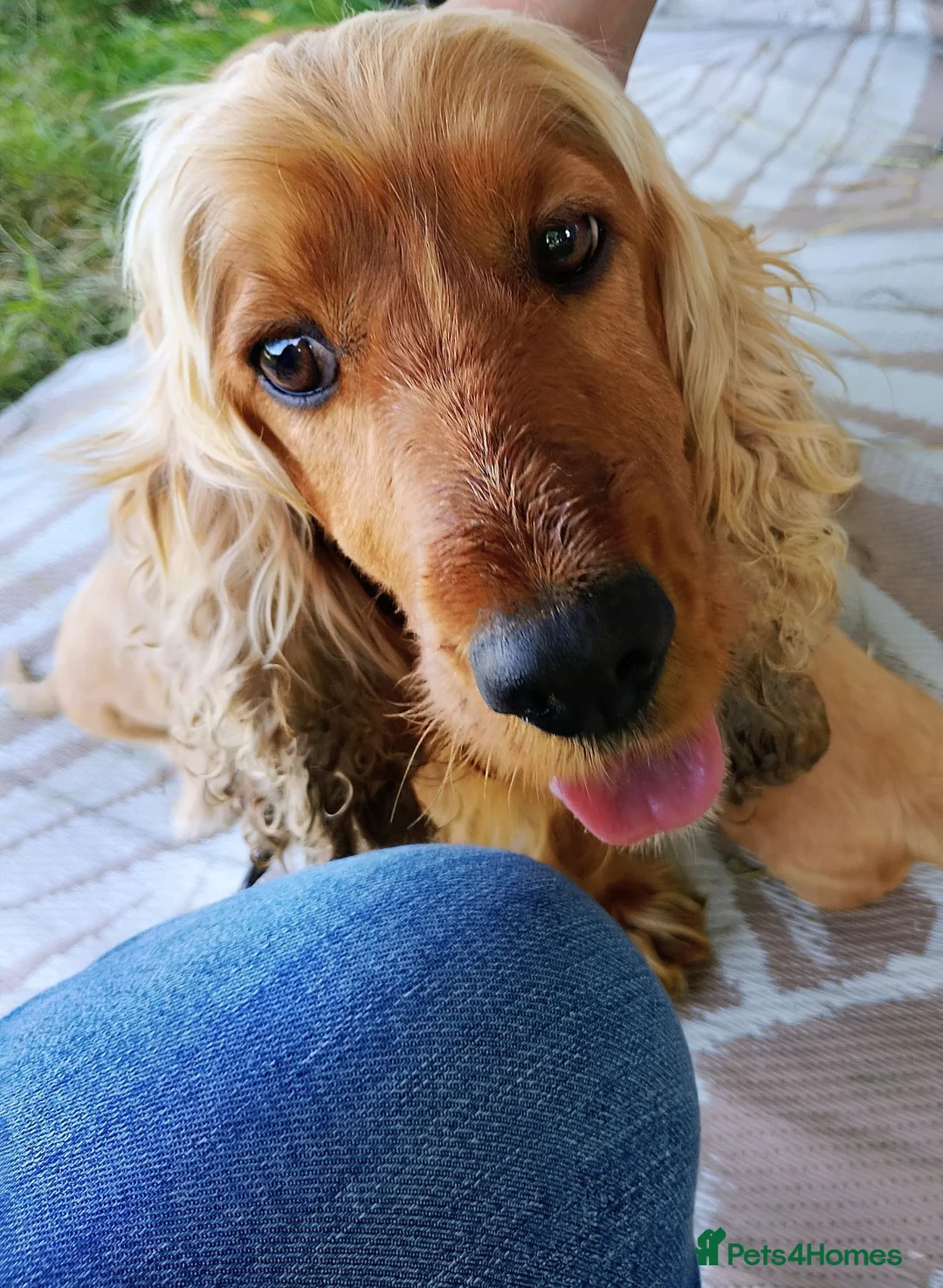 Cocker Spaniel dogs for sale: Cocker spaniel - Advert 1