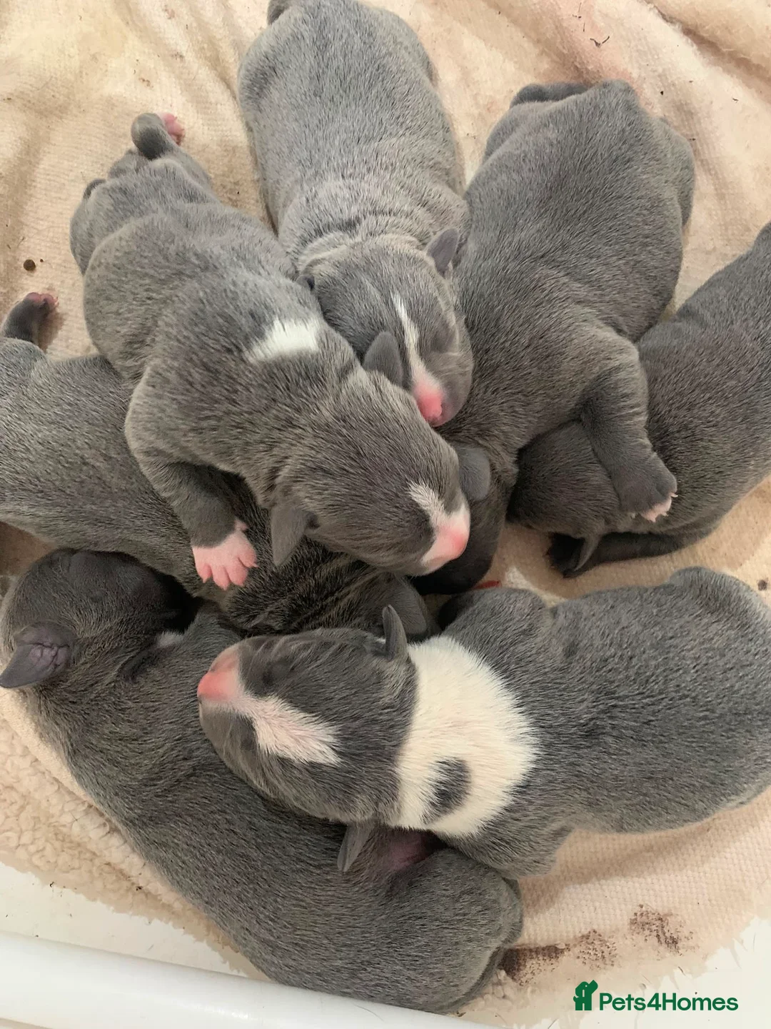 Staffordshire Bull Terrier dogs for sale: KC REG SLOID BLUE STAFFY PUPPY BEARS 💙 - Advert 2