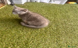 Ragdoll cats for sale: Ragdoll kitten  - Image 4