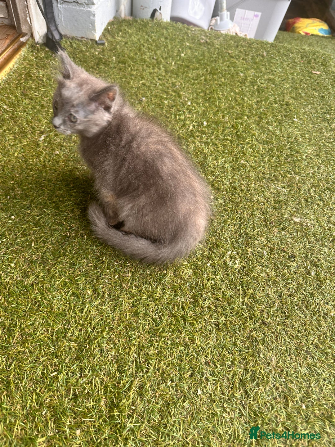 Ragdoll cats for sale: Ragdoll kitten  - Image 4
