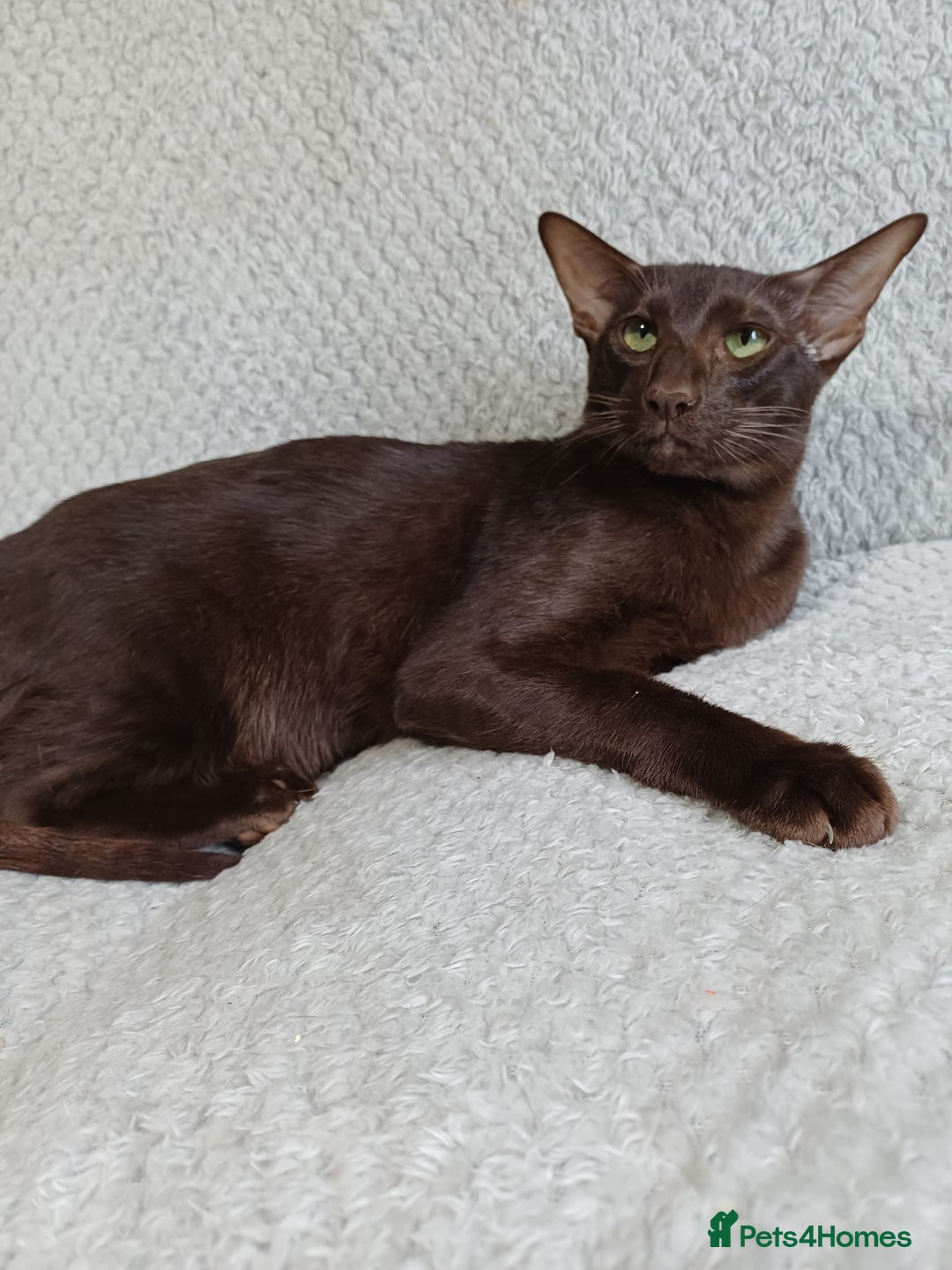 Oriental cats for sale: 2 male oriental short-hair  - Image 1