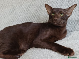 Oriental cats - Advert 3