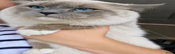 Ragdoll cats for stud:  Outstanding Blue Point Ragdoll Stud – £250  - Advert 2