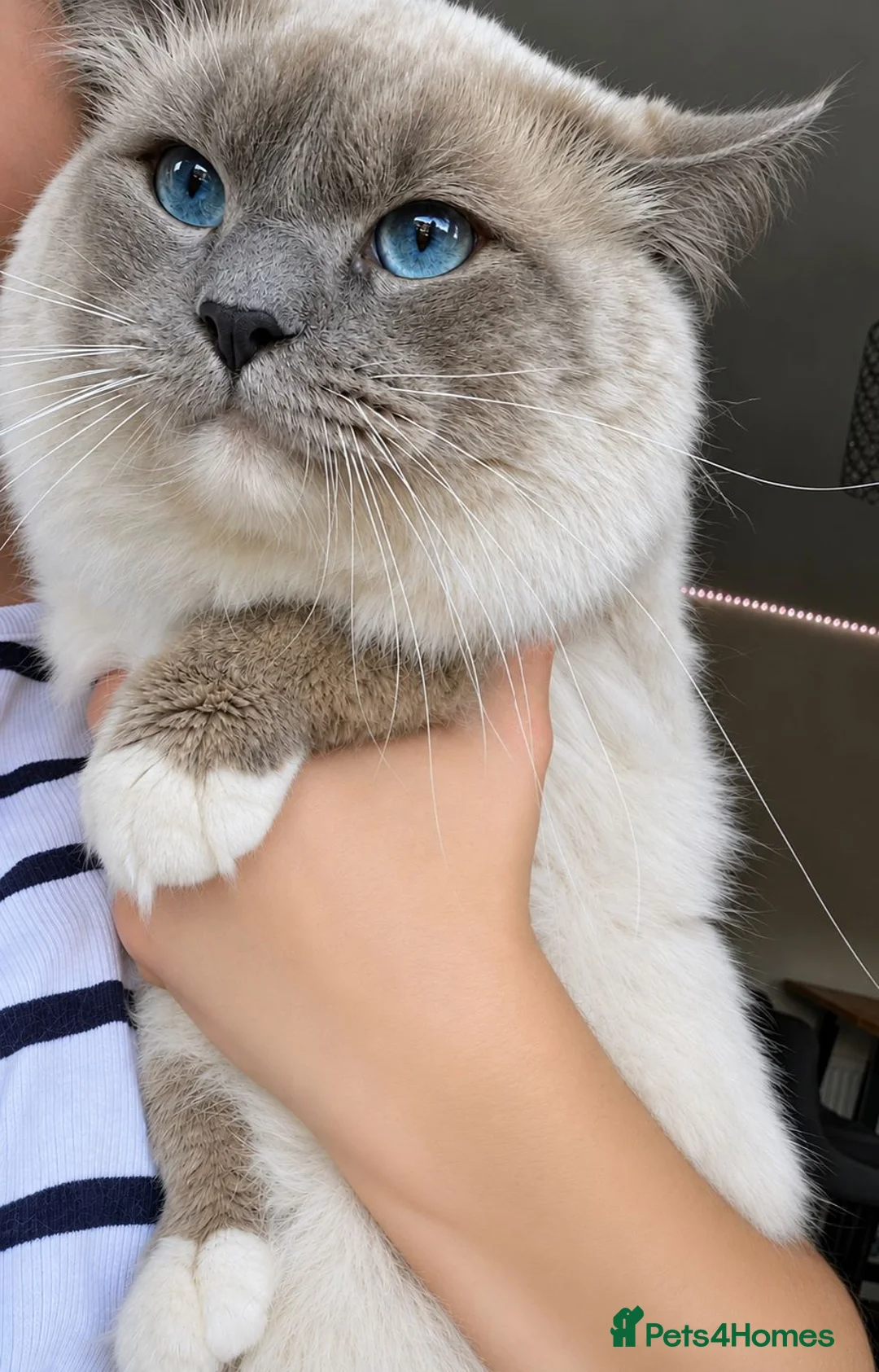 Ragdoll cats for stud:  Outstanding Blue Point Ragdoll Stud – £250  - Advert 2