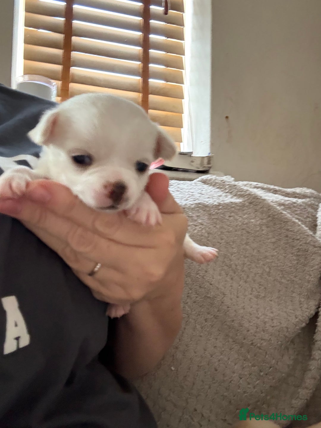 Chug dogs for sale: Chihuahua/chug puppies - Image 5