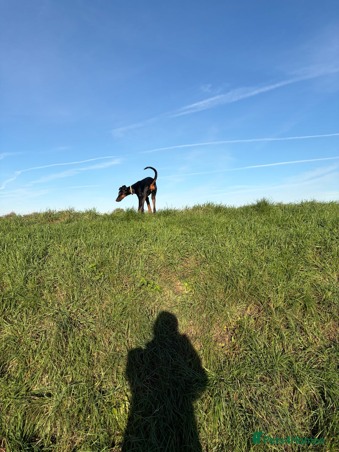 Dobermann dogs for sale: 7 Month female Doberman  - Advert 3