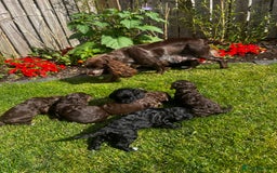 Cockapoo dogs for sale: Stunning F1 cockapoo pups - Image 12