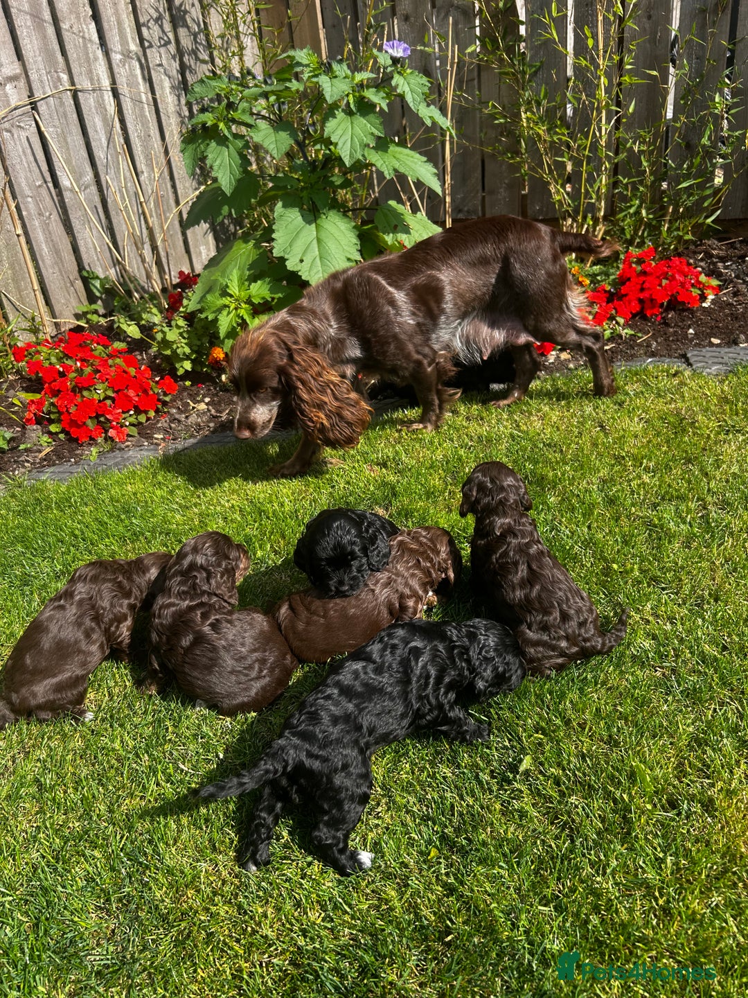 Cockapoo dogs for sale: Stunning F1 cockapoo pups - Image 12