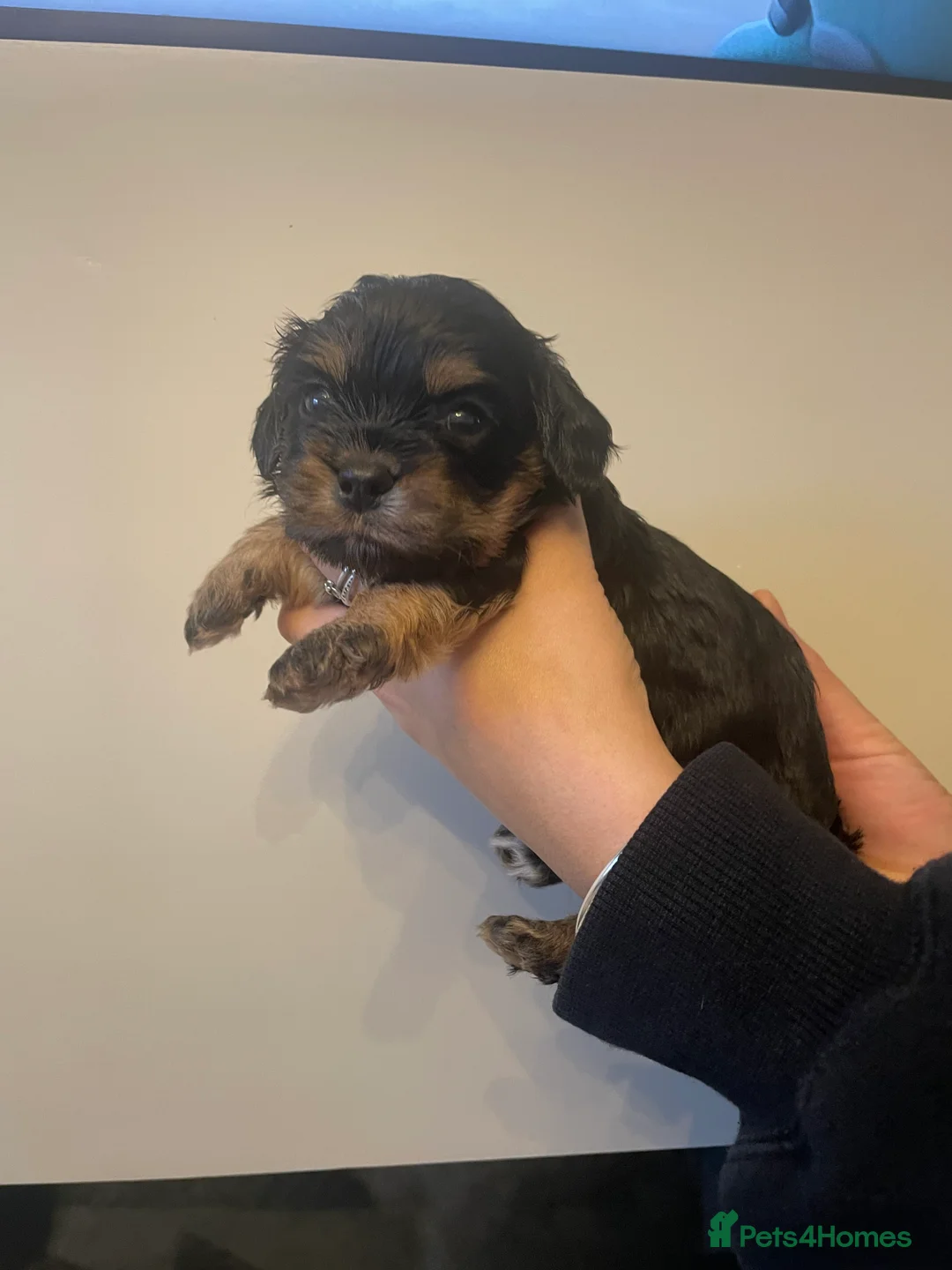 Cavachon dogs for sale: F1B Cavachon Puppies - Advert 2