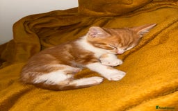 Mixed Breed cats for sale: Ginger & White Kitten Playful, Affectionate 🐾 - Image 6