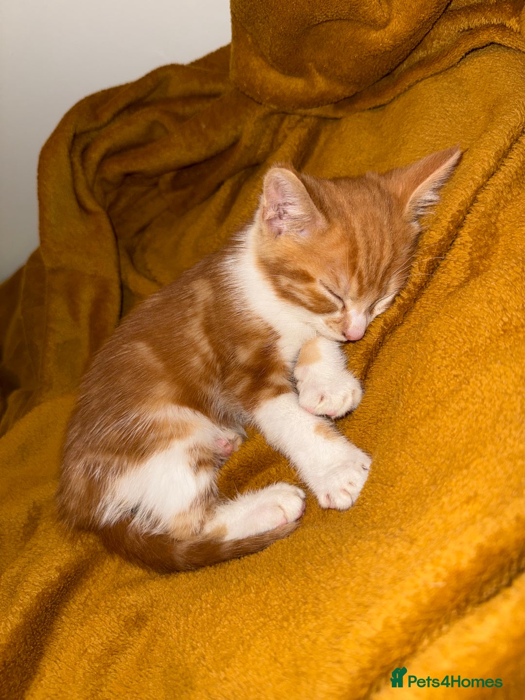 Mixed Breed cats for sale: Ginger & White Kitten Playful, Affectionate 🐾 - Image 6
