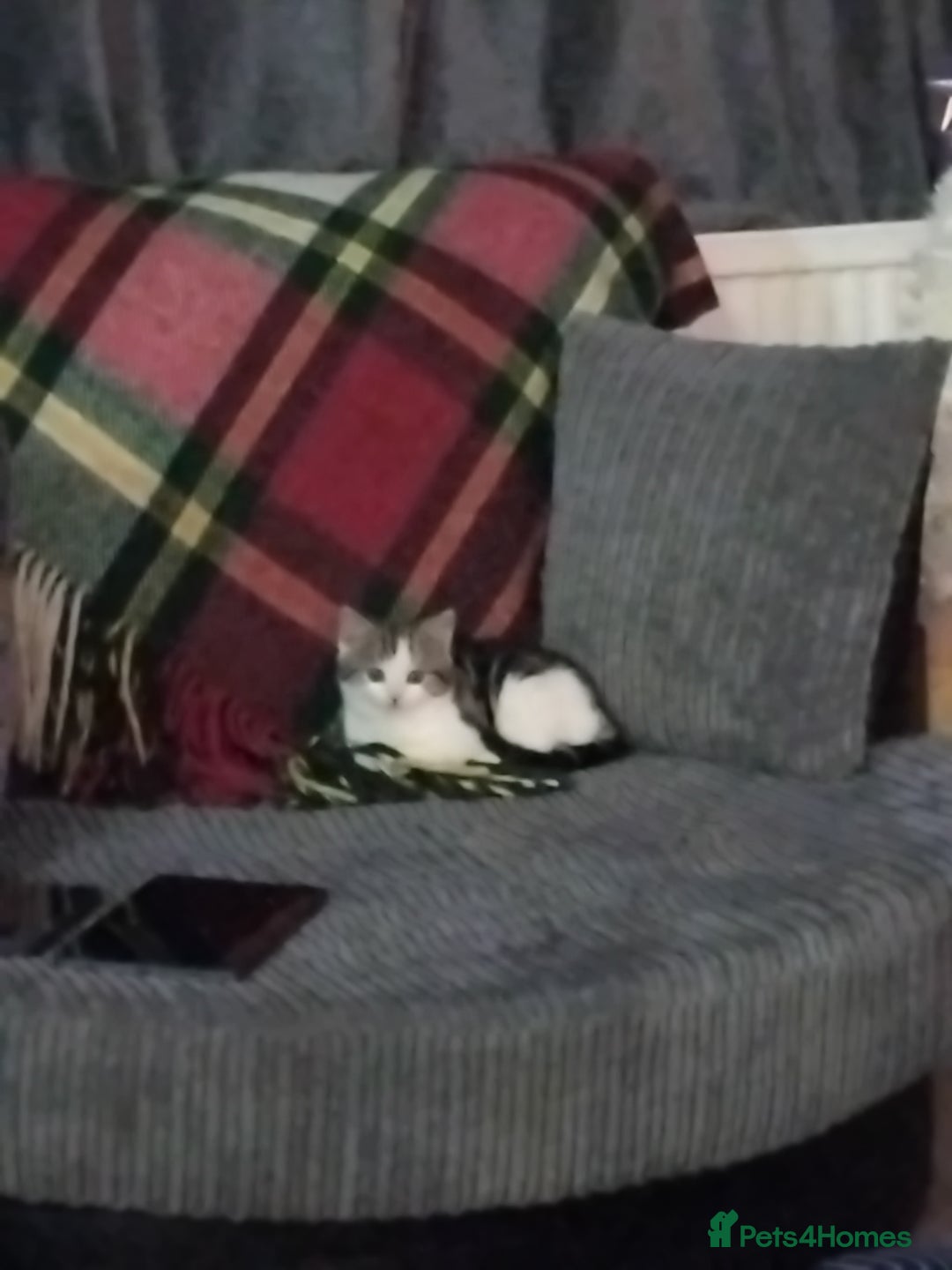 Mixed Breed cats for sale: 10 week old kitten - Advert 2