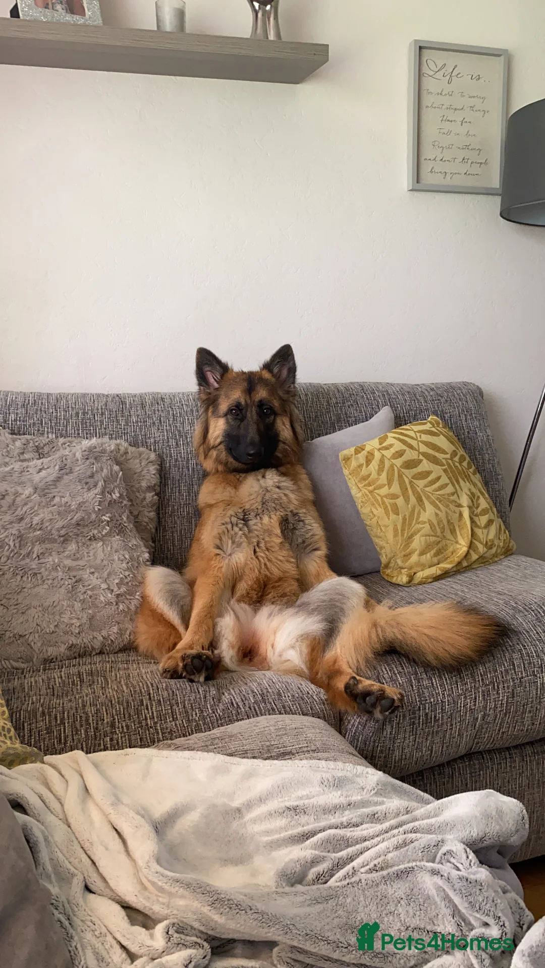 German Shepherd dogs for sale: Bella - German Shepherd looking for a forever home - Advert 16