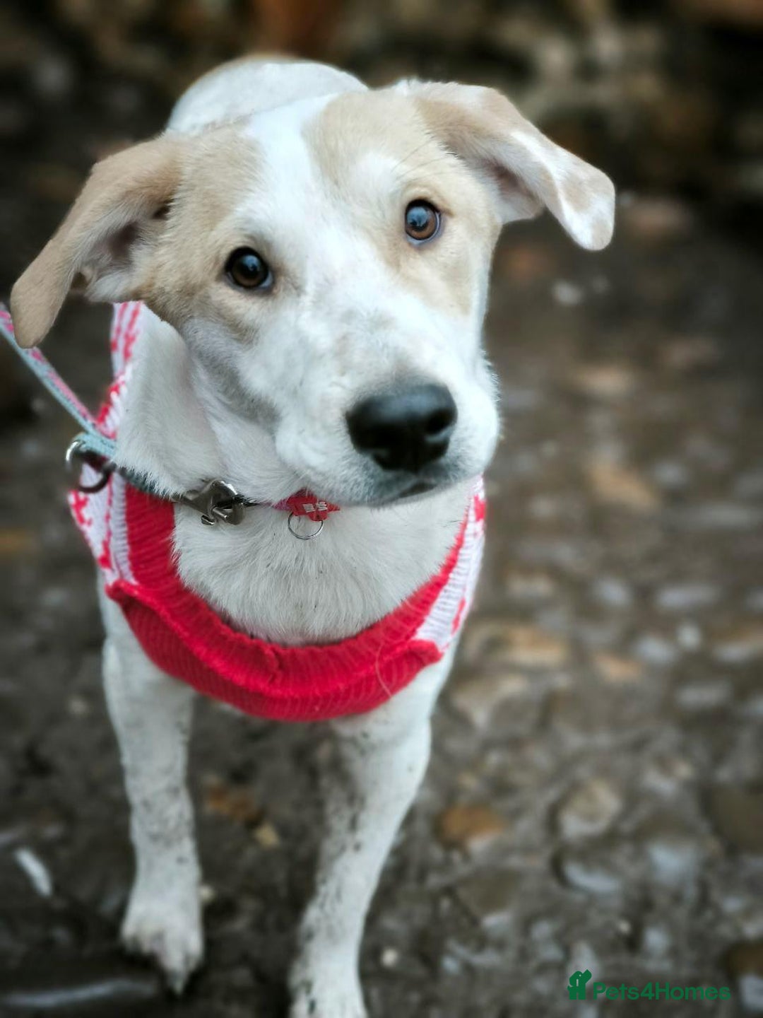 Mixed Breed dogs for adoption: 💙🐶 LEO 🐶💙 - Advert 12