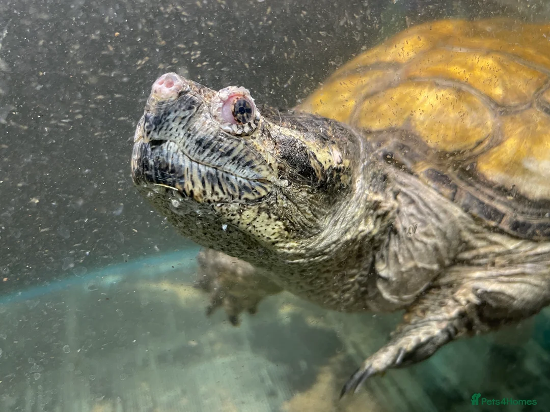 Turtle reptiles for sale: Common Snapping Turtle - Advert 8