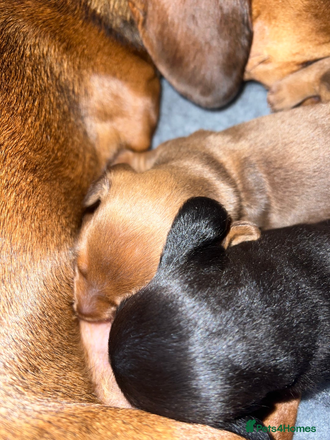 Dachshund dogs for sale: Female Dacshunds - Advert 3
