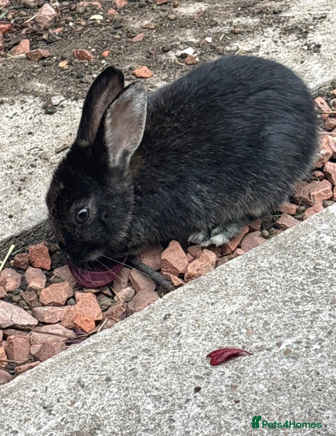 Mixed Breed rabbits Lovely baby bunnies - Advert 2