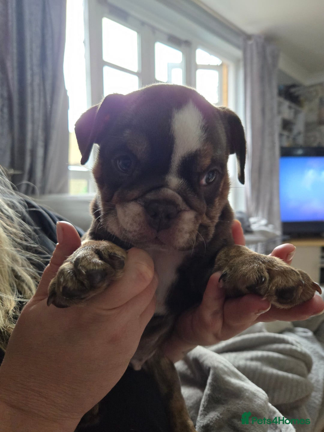English Bulldog dogs for sale: English Bulldog puppie- Chocolate/tan & Brindle - Image 14
