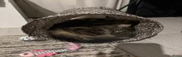 Mixed Breed cats for sale: Lovely female tabby cat  - Advert 4