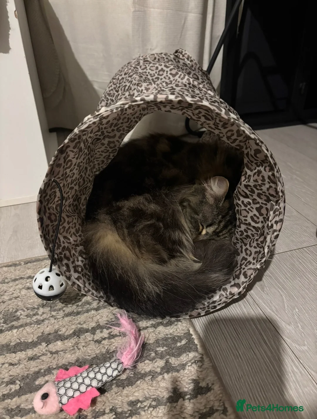 Mixed Breed cats for sale: Lovely female tabby cat  - Advert 4