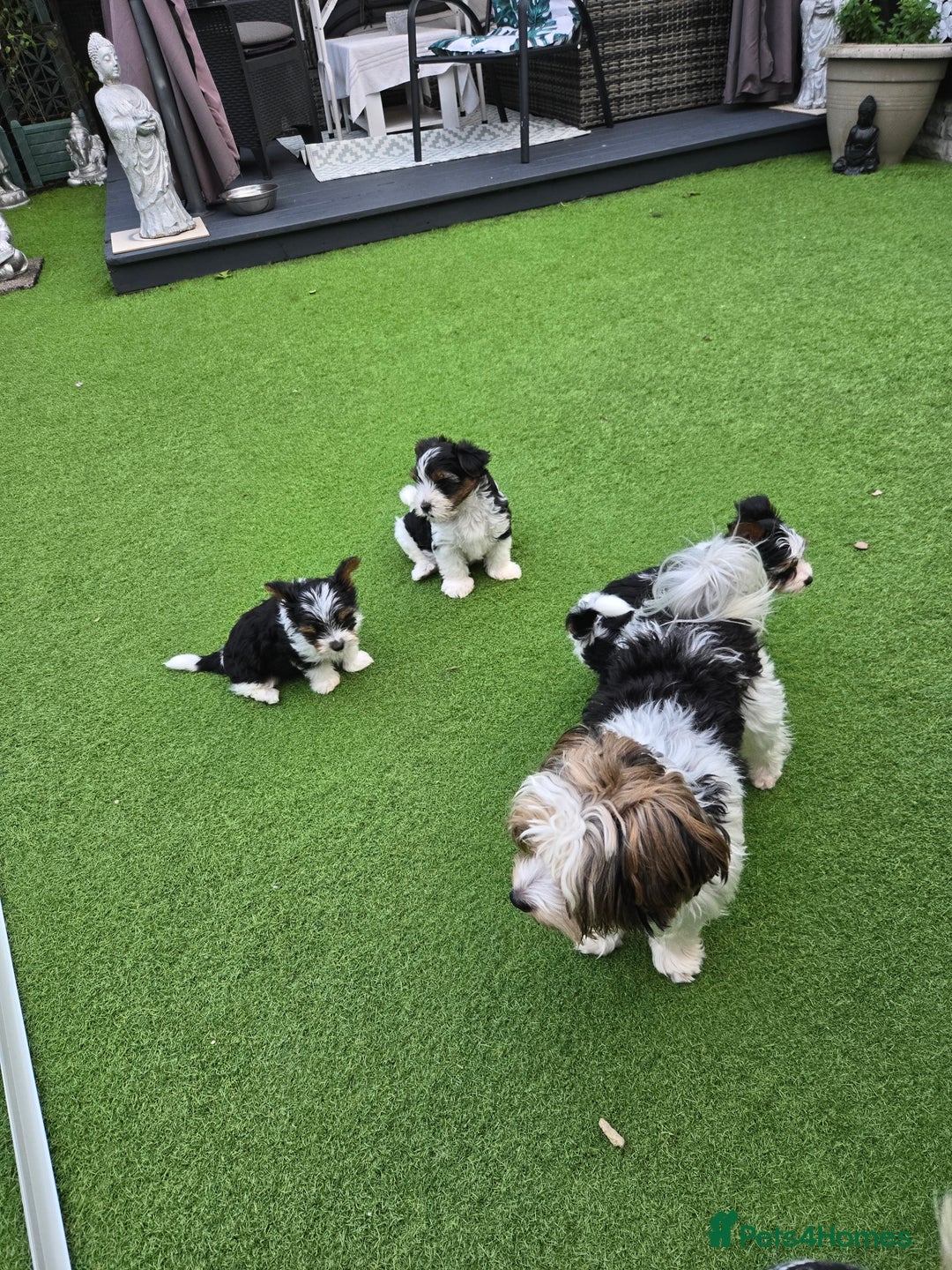 Biewer Terrier dogs for sale: BIEWER TERRIERS  - Image 4