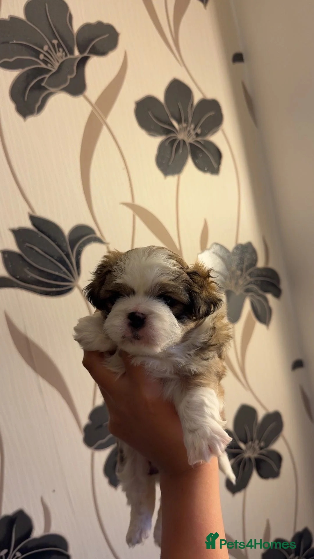 Pekingese dogs for sale: Pekingese puppies  - Advert 2