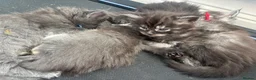 Maine Coon cats for sale: Maine coon  - Advert 3