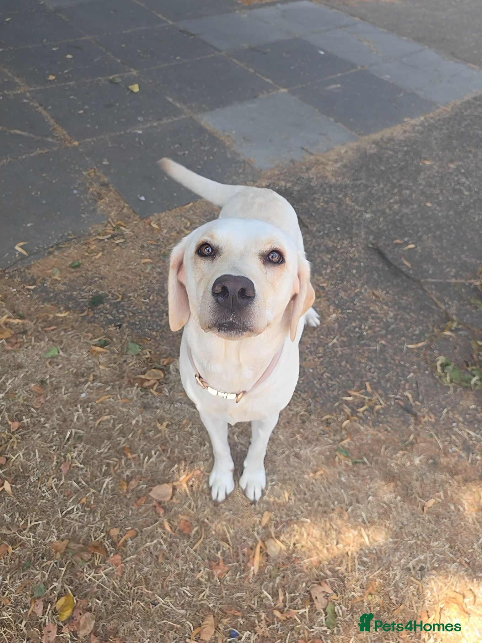 Labrador Retriever dogs Maggies beautiful babies confirmed - Advert 1