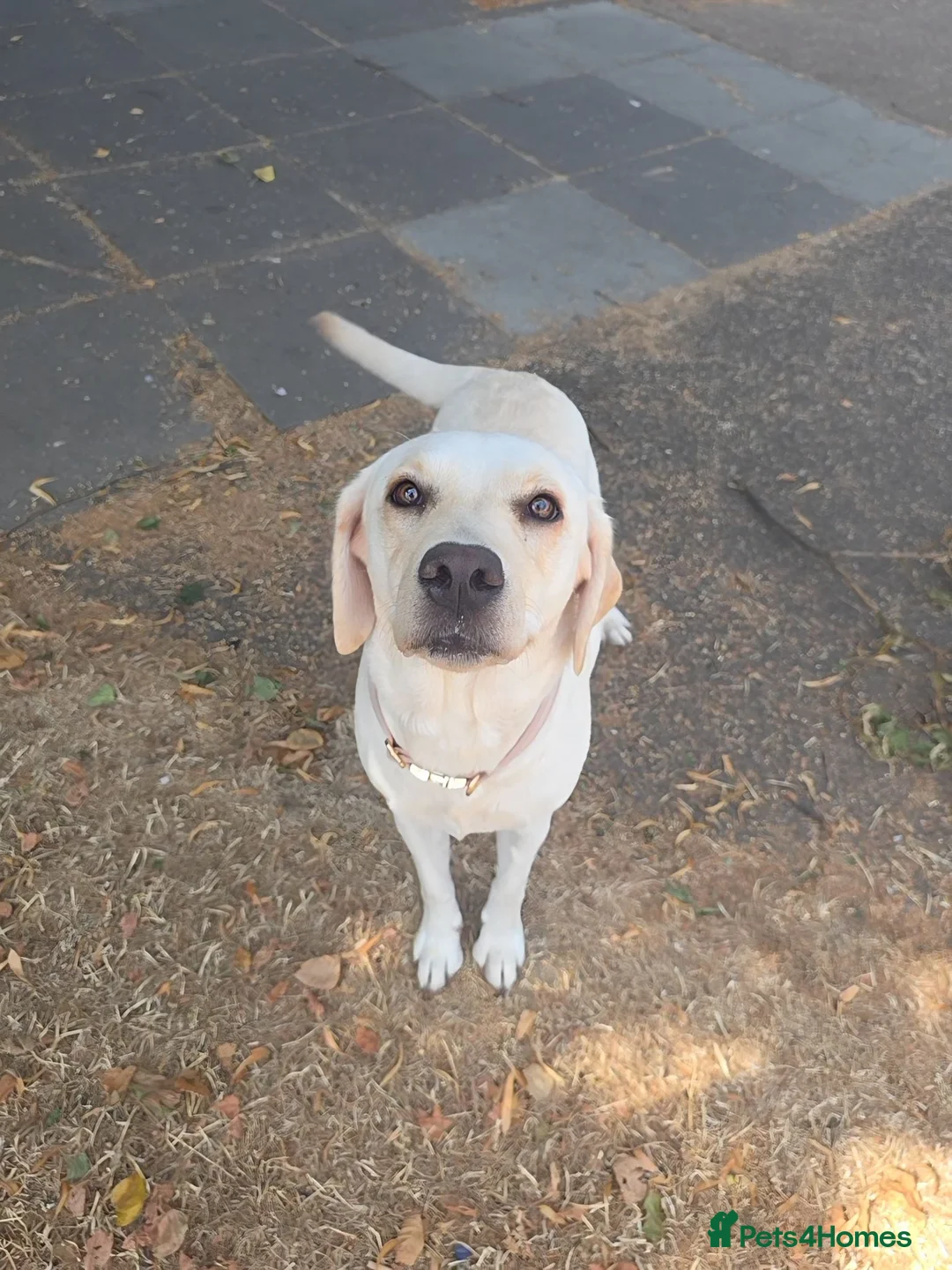 Labrador Retriever dogs for sale: Maggies beautiful pups, only 1 boy left 🤎 - Advert 1