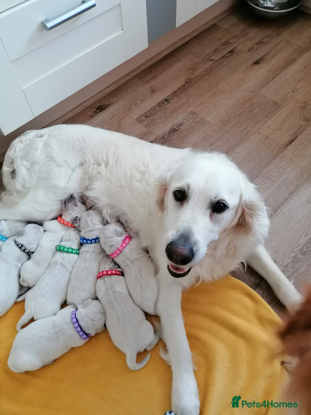 Golden Retriever dogs for sale: Championship line KC Golden Retriever puppies - Image 6