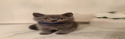 British Shorthair cats for sale: PEDIGREE British Shorthair Kittens - Advert 6