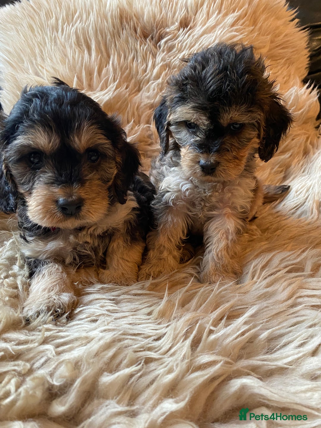 Cockapoo dogs for sale: F1 SABLE COCKAPOOS. - Image 7