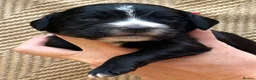 Cocker Spaniel dogs for sale: Beautiful Working Cocker Spaniels - Advert 11
