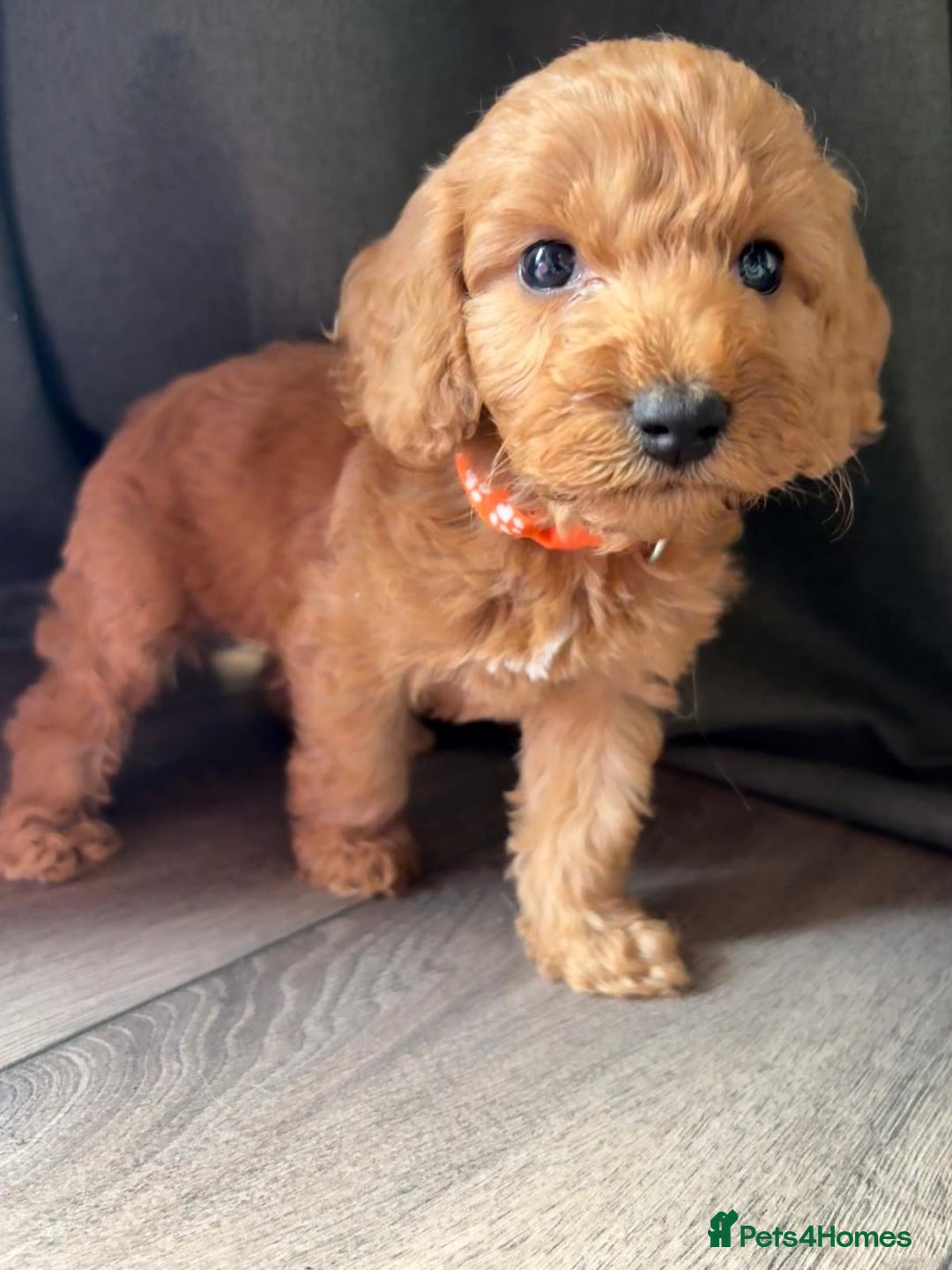 Cockapoo dogs for sale: 7 beautiful miniature cockapoos  - Image 11