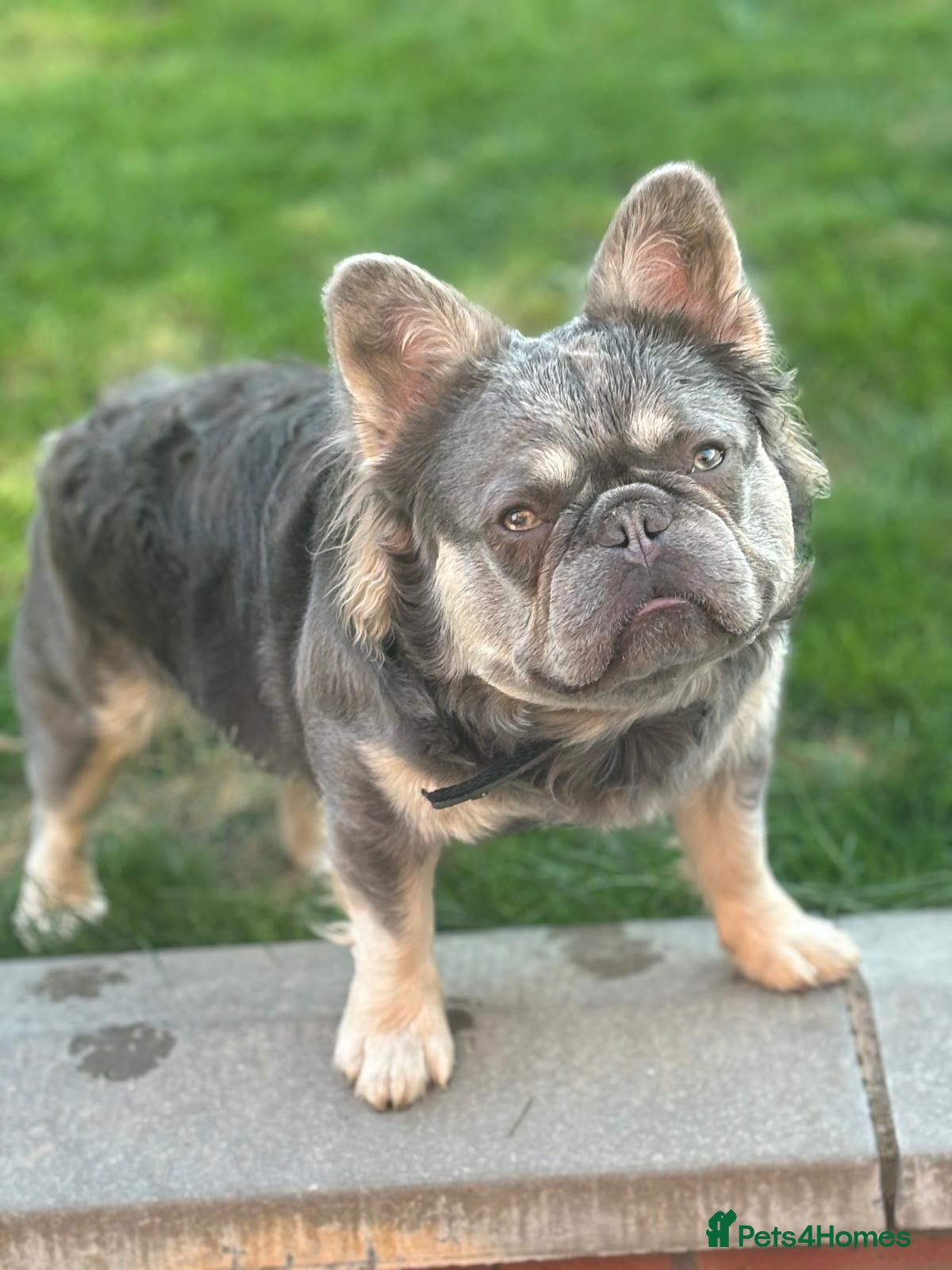 French Bulldog dogs Ernie the fluffy Frenchie for stud - Advert 1