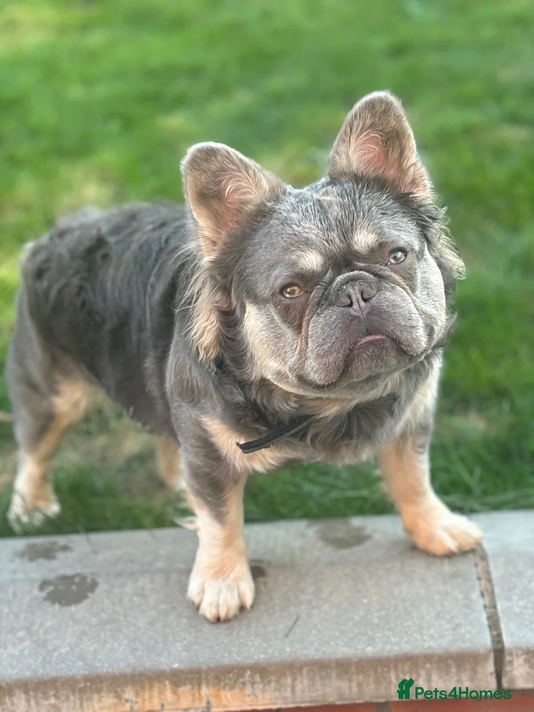 French Bulldog dogs for stud: Ernie the fluffy Frenchie for stud - Advert 2