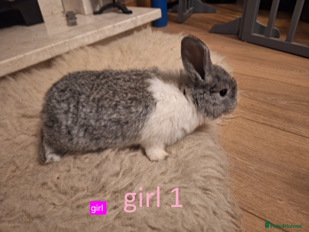 Mixed Breed rabbits for sale: 4 Beautiful minilop/lop baby rabbits 1 boy 3 girls - Advert 8