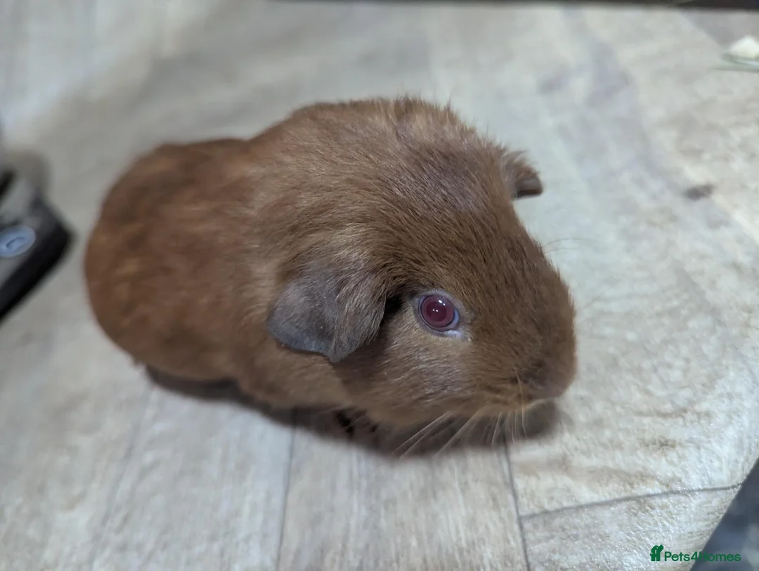 Guinea Pig rodents for sale: Golden Guinea pig for sale.  - Advert 1