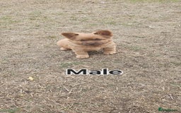 Mixed Breed dogs for sale: Chocolate frenchie X Chow carrying pink  - Image 4