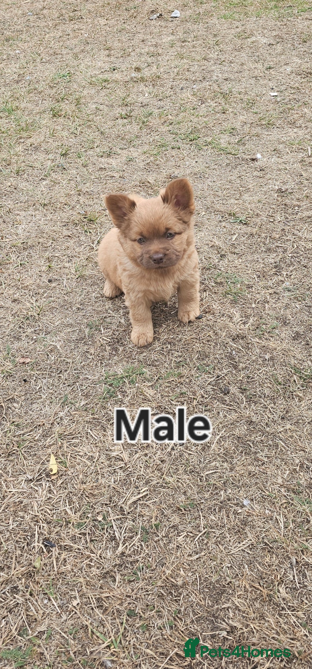 Mixed Breed dogs for sale: Chocolate frenchie X Chow carrying pink  - Image 4