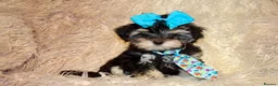 Maltipoo dogs for sale: **Phantom F1 Maltese x Toy Poodle Maltipoo Puppy** - Advert 8