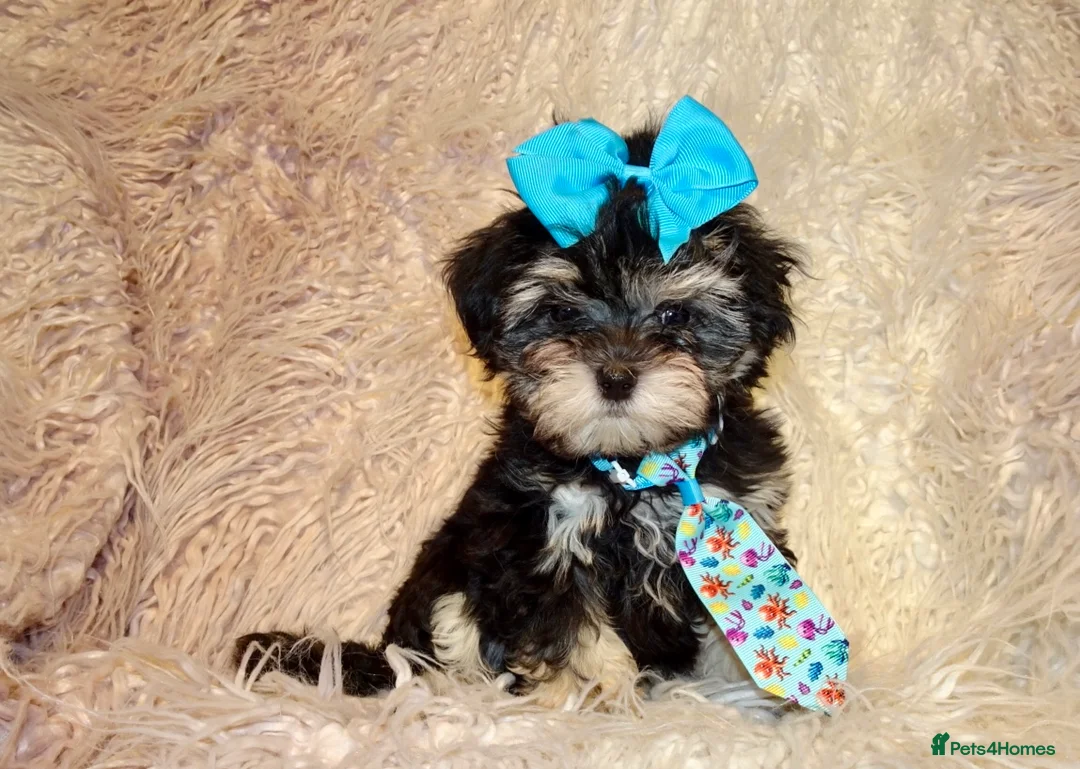 Maltipoo dogs for sale: **Phantom F1 Maltese x Toy Poodle Maltipoo Puppy** - Advert 15