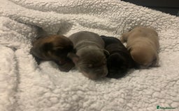 French Bulldog dogs for sale: French bulldog puppies - Image 2