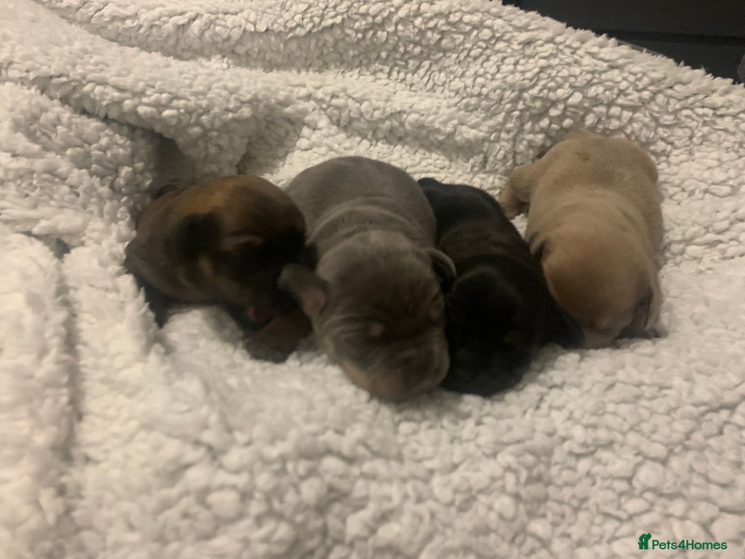 French Bulldog dogs for sale: French bulldog puppies - Image 2